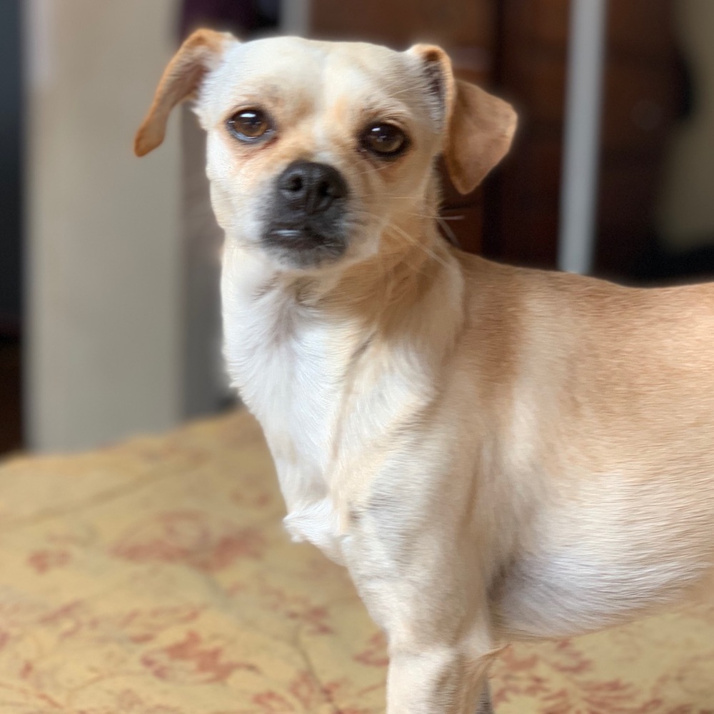 Meet your Posher, Rosie